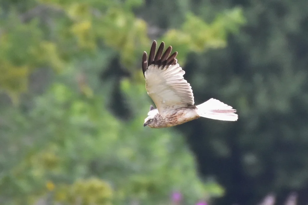 白头鹞(Circus aeruginosus)