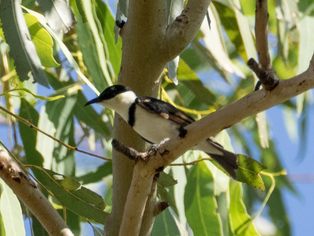 带胸黑吸蜜鸟(Cissomela pectoralis)