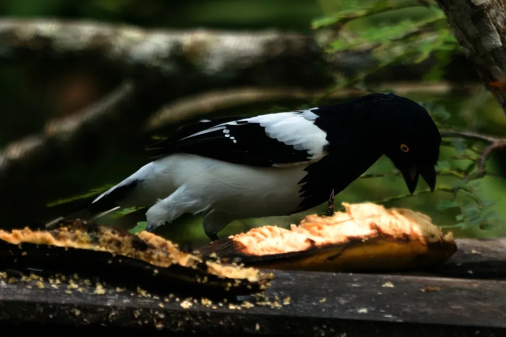 鹊色唐纳雀(Cissopis leverianus)