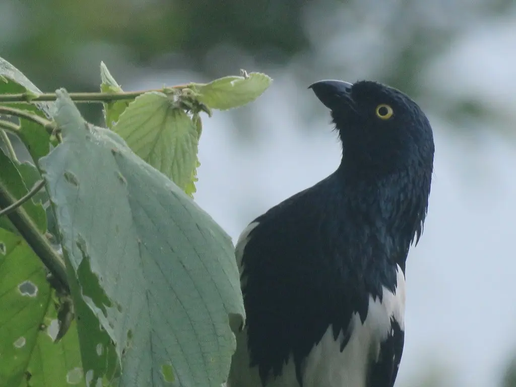 鹊色唐纳雀(Cissopis leverianus)