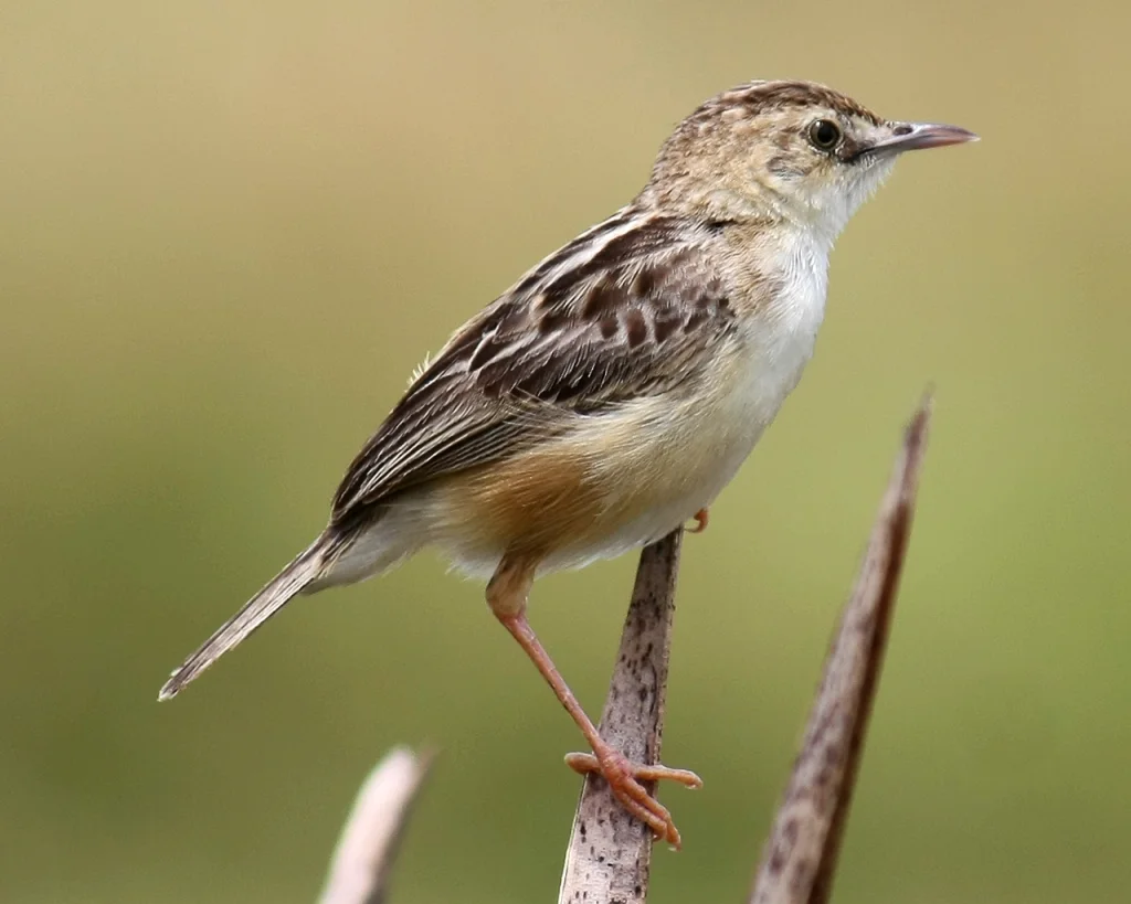 阿贝扇尾莺（Cisticola aberdare）