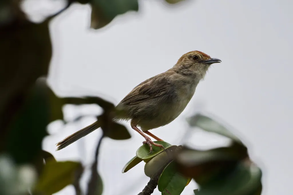 懒扇尾莺(Cisticola aberrans)