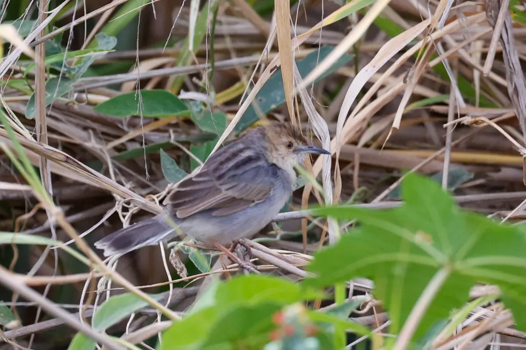 白尾扇尾莺(Cisticola anderseni)