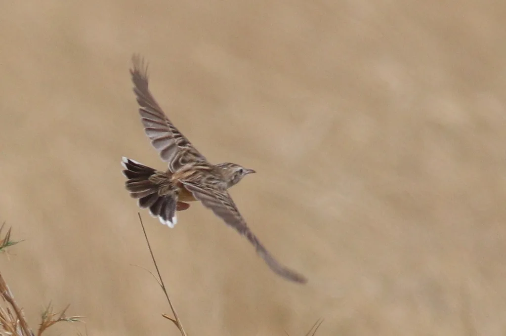 漠扇尾莺(Cisticola aridulus)