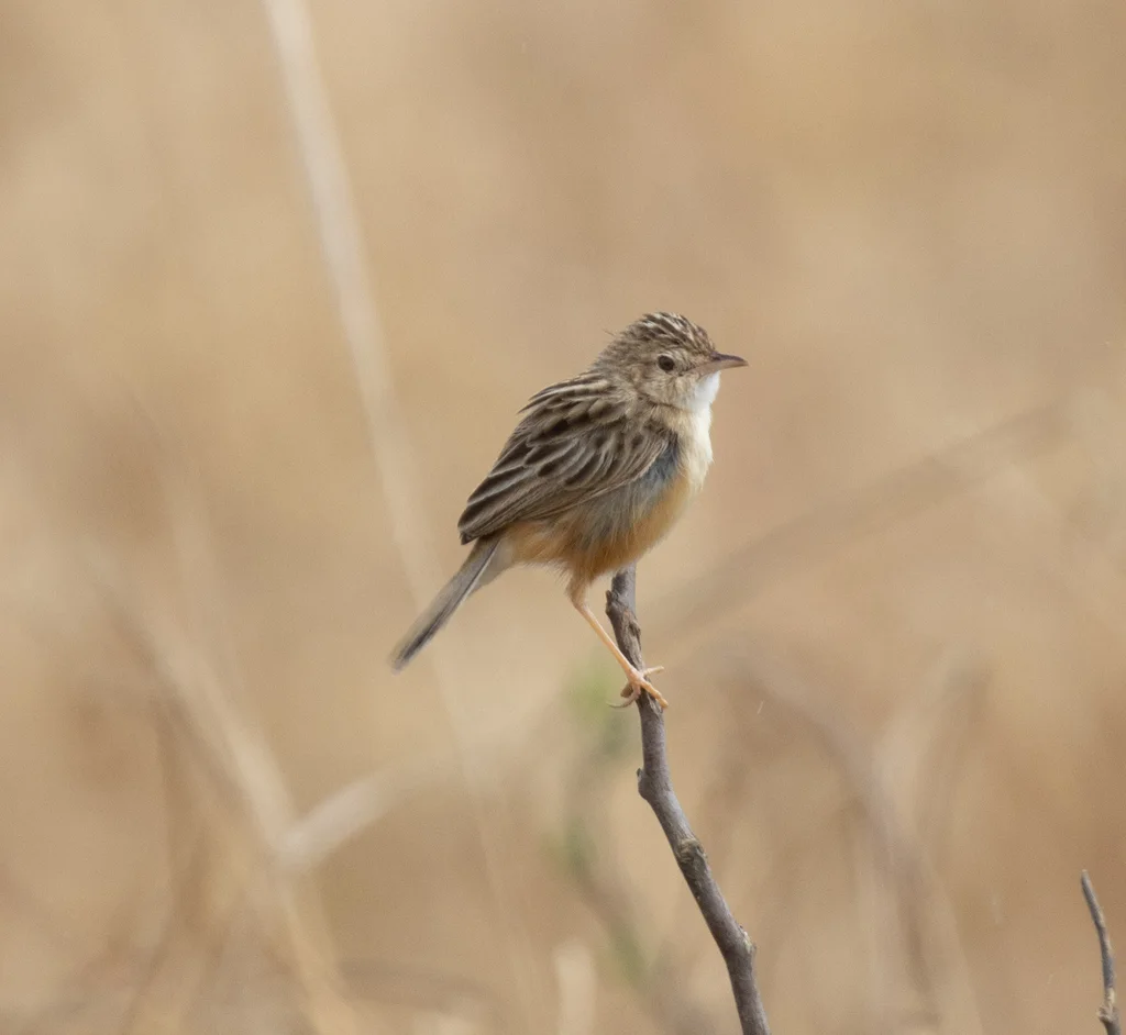 漠扇尾莺(Cisticola aridulus)