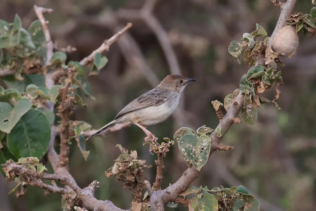 鲍伦扇尾莺(Cisticola bodessa)
