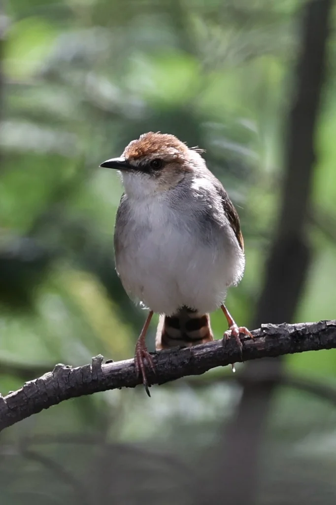 歌扇尾莺(Cisticola cantans)