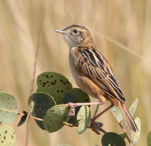 霄扇尾莺(Cisticola dambo)
