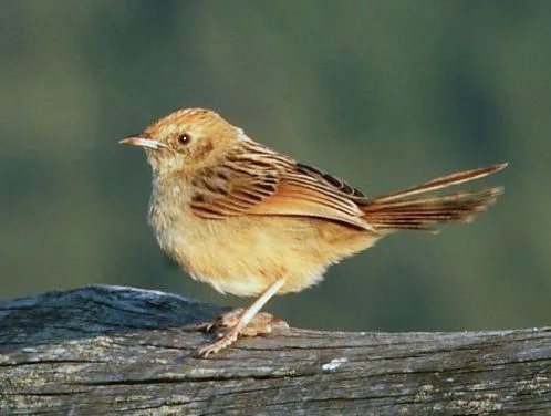 莱氏扇尾莺(Cisticola distinctus)