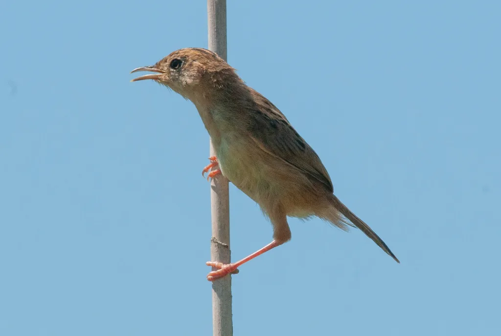 金头扇尾莺(Cisticola exilis)