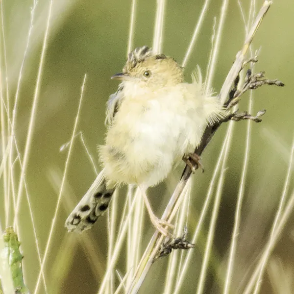金头扇尾莺(Cisticola exilis)