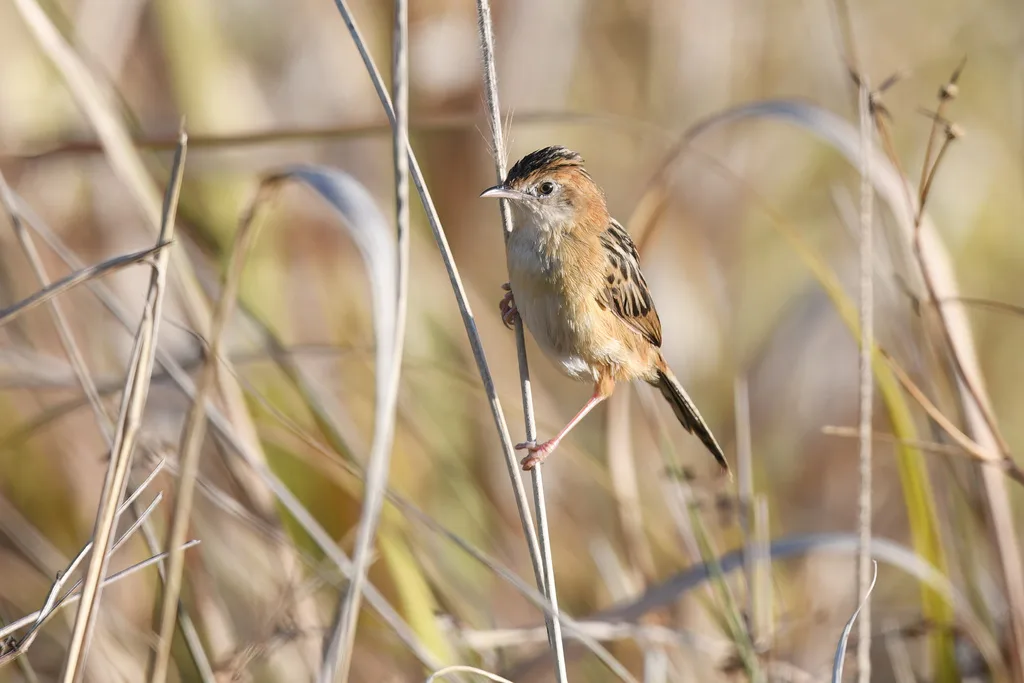 金头扇尾莺(Cisticola exilis)