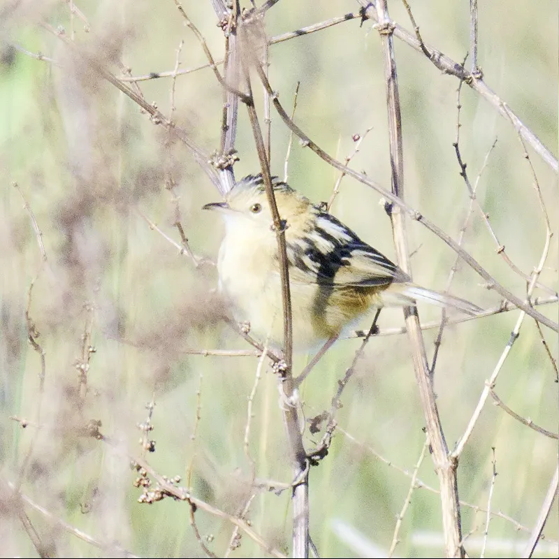 金头扇尾莺(Cisticola exilis)