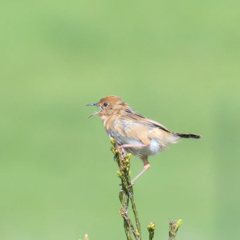 金头扇尾莺(Cisticola exilis)
