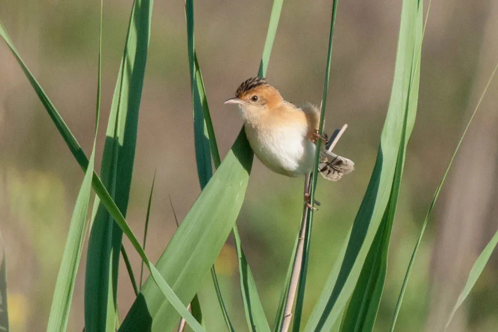 金头扇尾莺(Cisticola exilis)