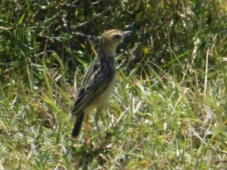 黑颈扇尾莺(Cisticola eximius)