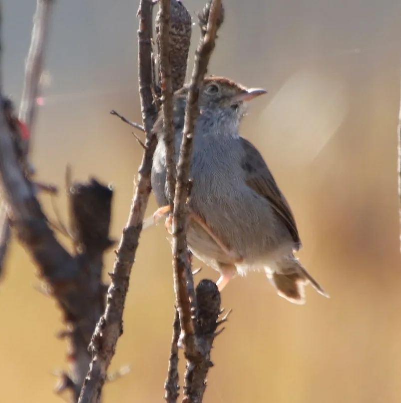 笛声扇尾莺(Cisticola fulvicapilla)