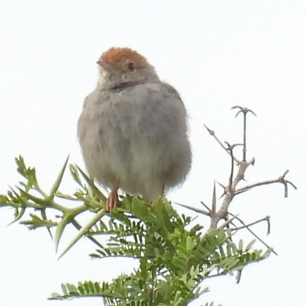 笛声扇尾莺(Cisticola fulvicapilla)