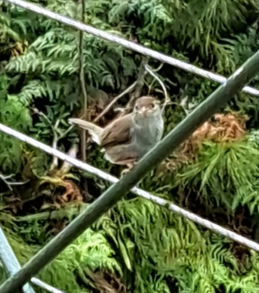 笛声扇尾莺(Cisticola fulvicapilla)