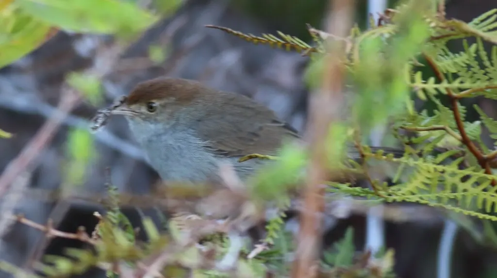 笛声扇尾莺(Cisticola fulvicapilla)