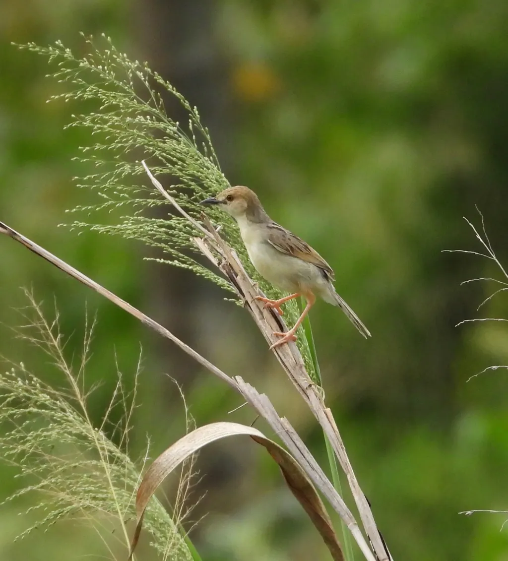 海岸扇尾莺(Cisticola haematocephalus)