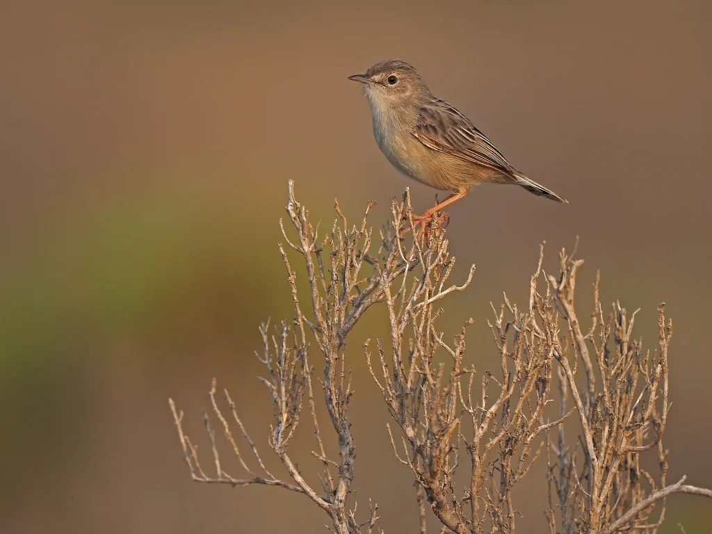索岛扇尾莺(Cisticola haesitatus)