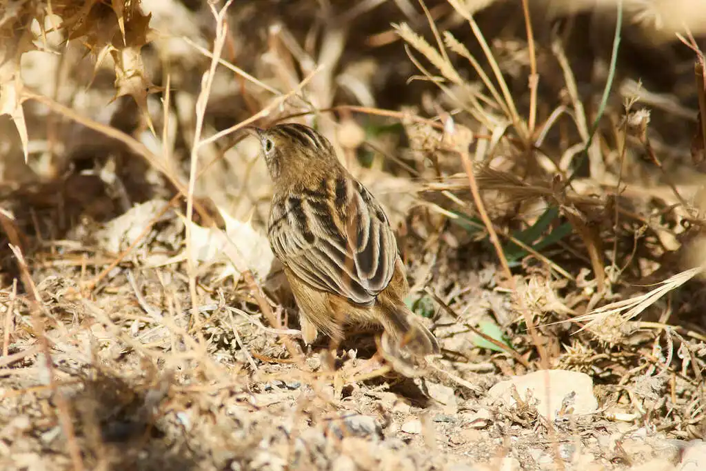 棕扇尾莺(Cisticola juncidis)