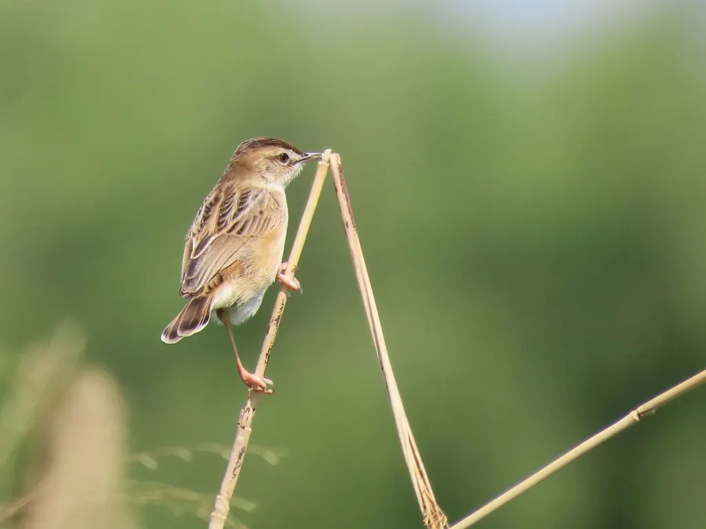 棕扇尾莺(Cisticola juncidis)