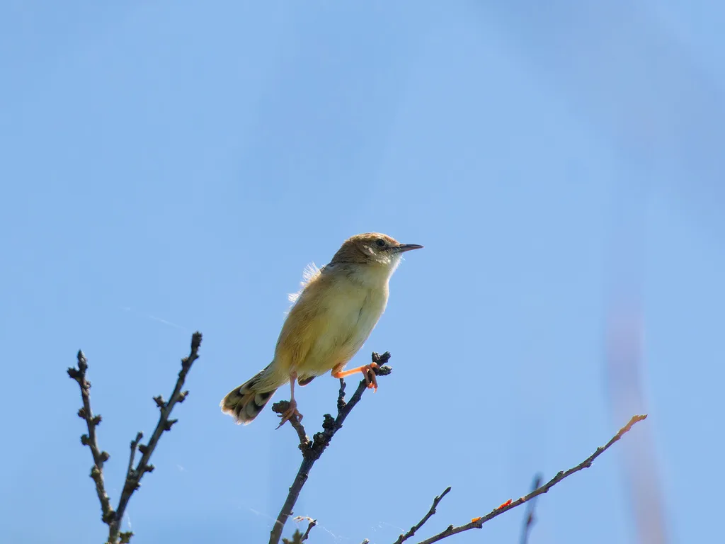 棕扇尾莺(Cisticola juncidis)
