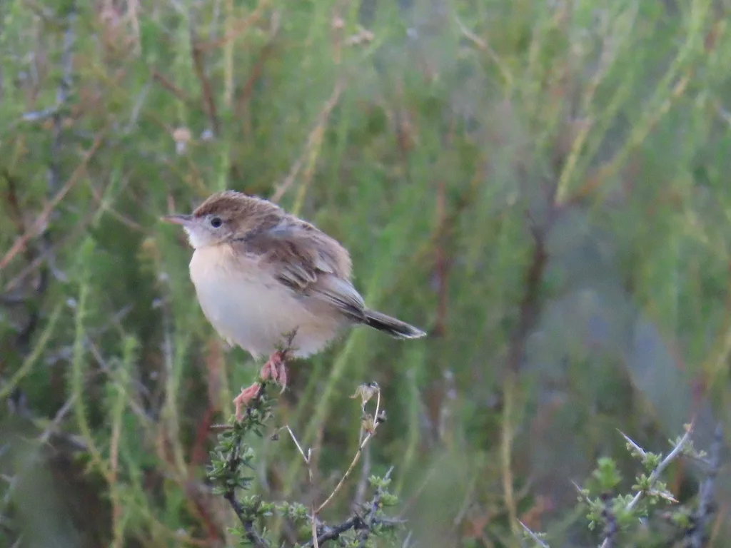 棕扇尾莺(Cisticola juncidis)