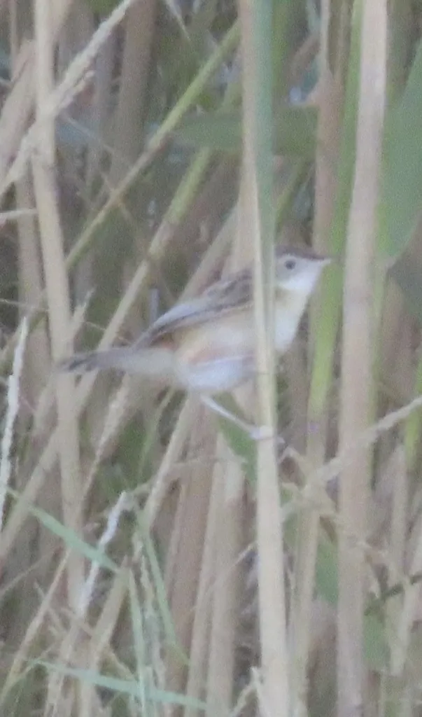 棕扇尾莺(Cisticola juncidis)