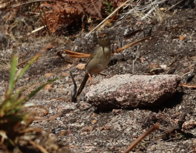 啸声扇尾莺(Cisticola lais)