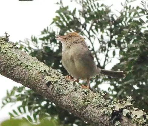 细尾扇尾莺(Cisticola melanurus)