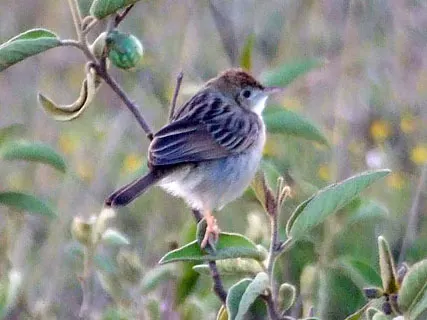 小扇尾莺(Cisticola nana)