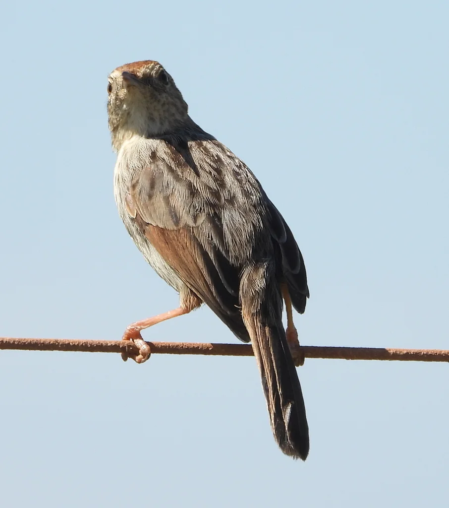 灰背扇尾莺（Cisticola subruficapilla）