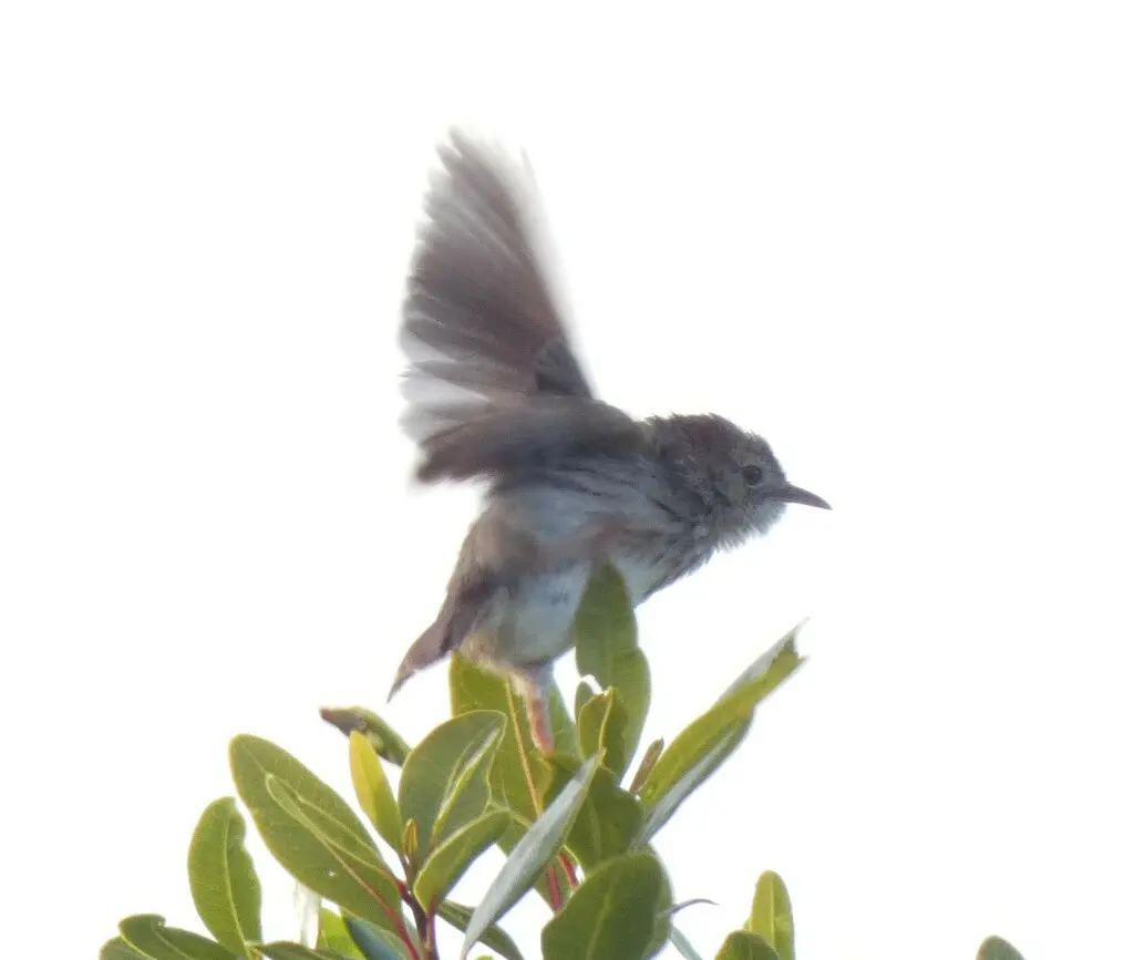 灰背扇尾莺（Cisticola subruficapilla）