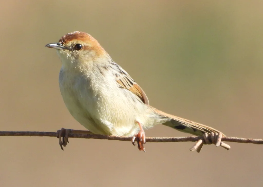 铃声扇尾莺(Cisticola tinniens)