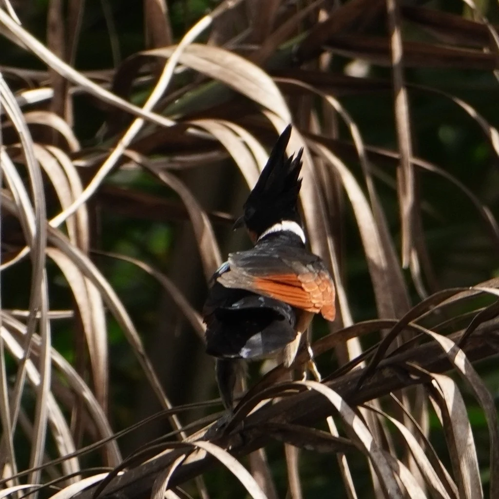红翅凤头鹃（Clamator coromandus）