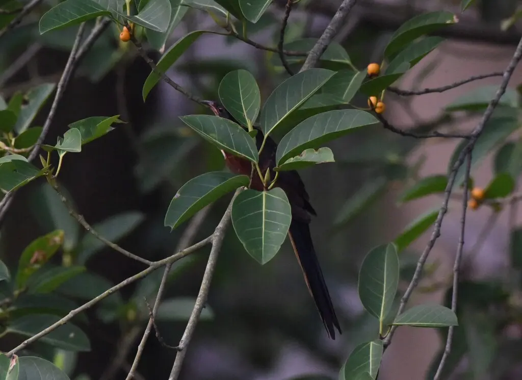 红翅凤头鹃（Clamator coromandus）