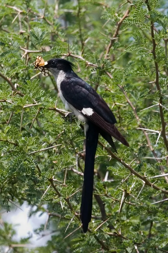 斑翅凤头鹃(Clamator jacobinus)