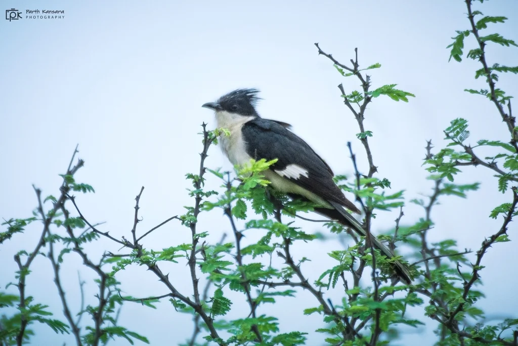斑翅凤头鹃(Clamator jacobinus)