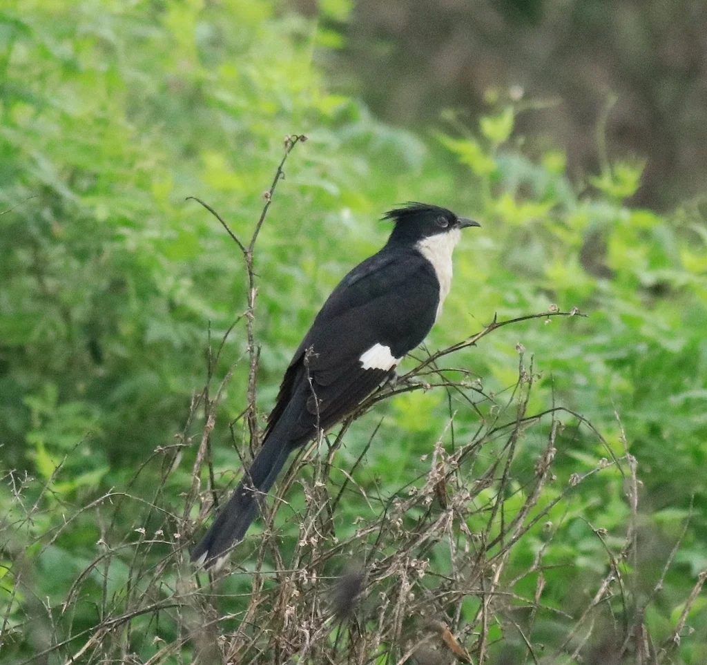 斑翅凤头鹃(Clamator jacobinus)