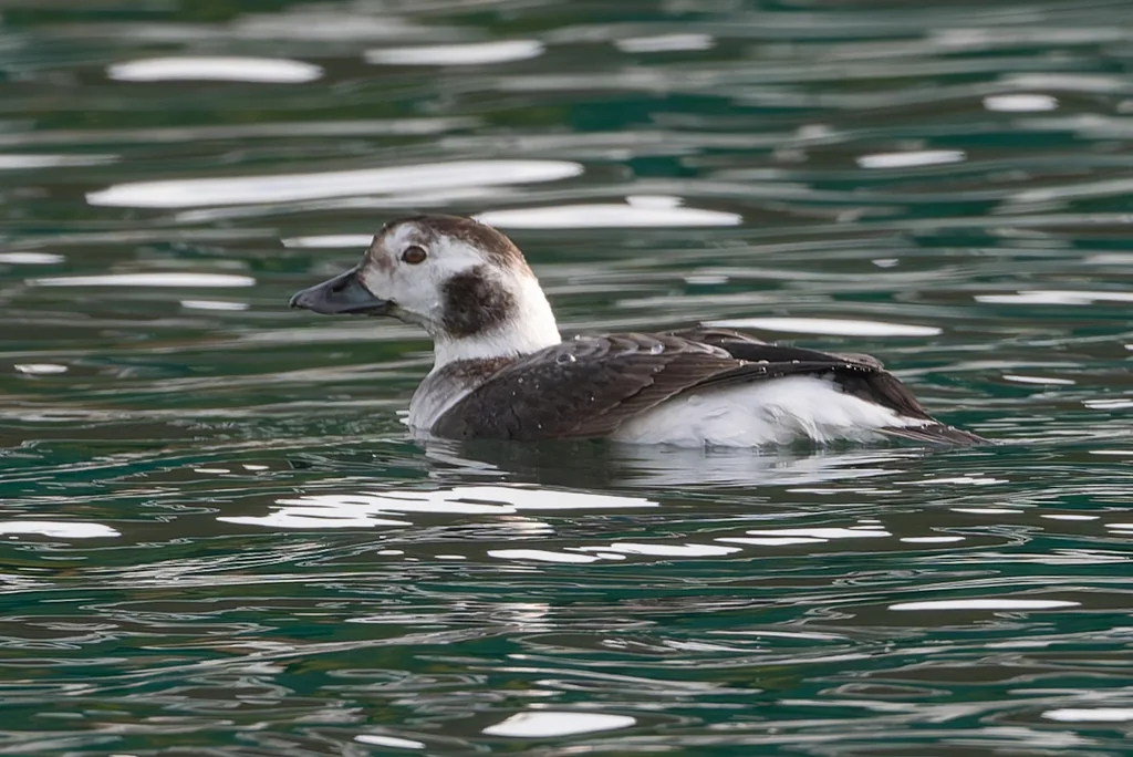 长尾鸭(Clangula hyemalis)
