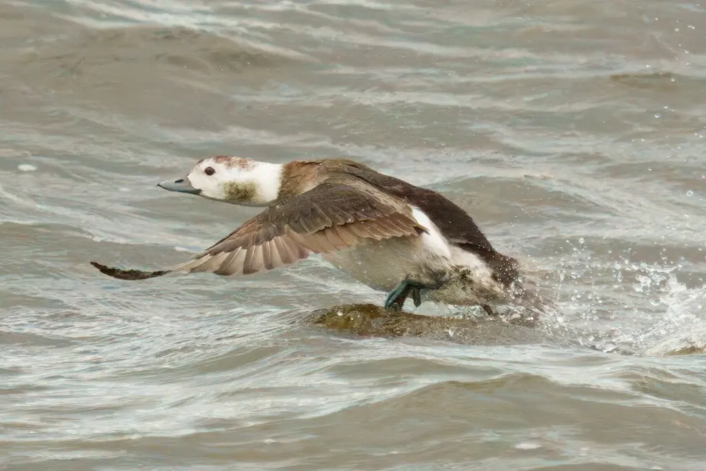 长尾鸭(Clangula hyemalis)
