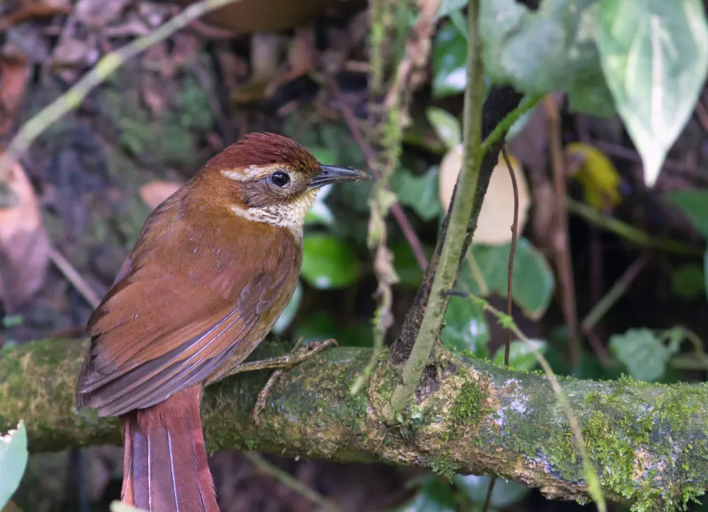 地棘雀(Clibanornis dendrocolaptoides)