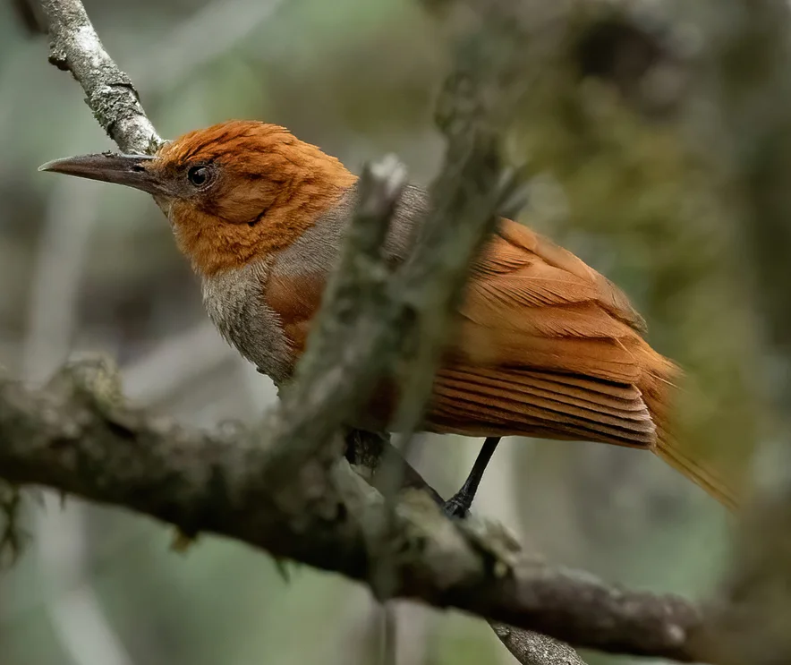 红冠拾叶雀(Clibanornis erythrocephalus)