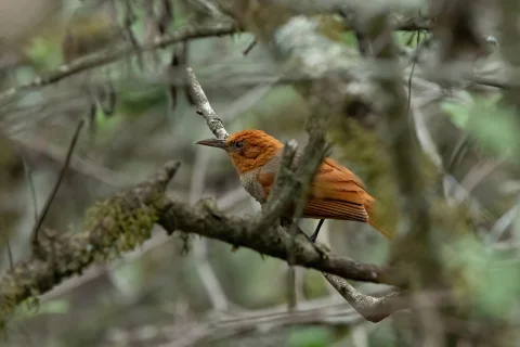 红冠拾叶雀