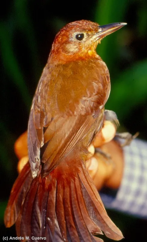 锈色拾叶雀（Clibanornis rubiginosus）