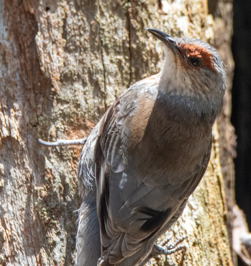 红眉短嘴旋木雀(Climacteris erythrops)