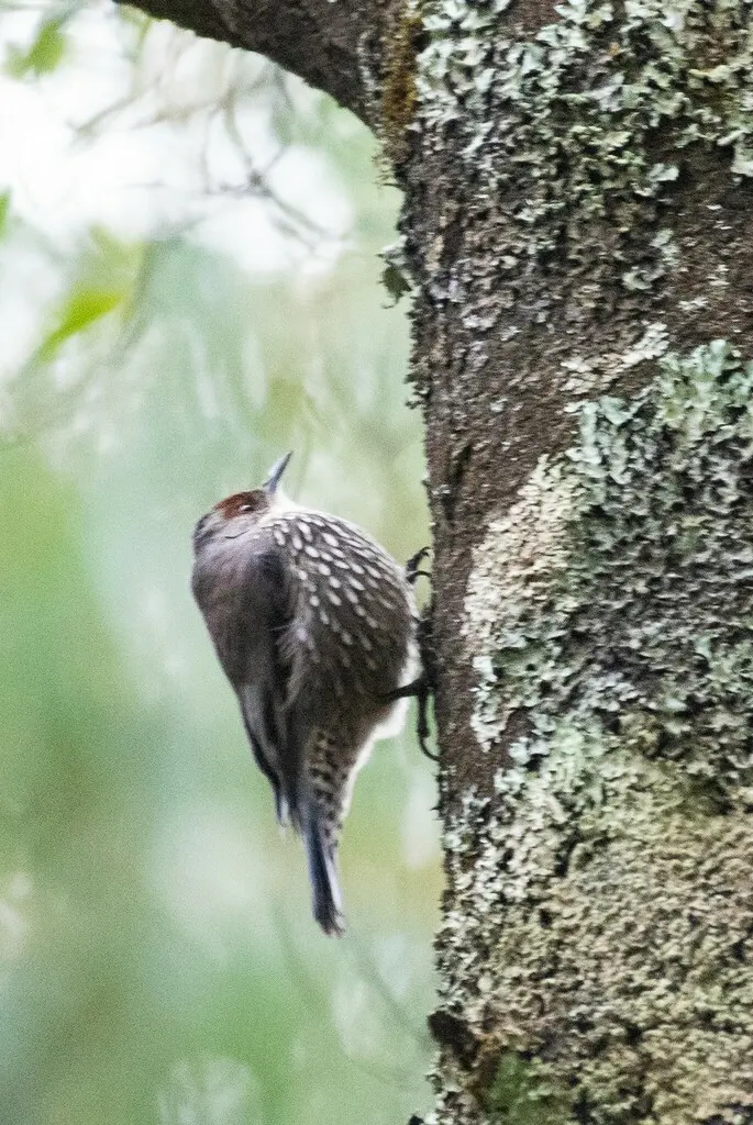 红眉短嘴旋木雀(Climacteris erythrops)